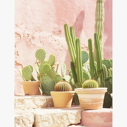 Poster met cactussen