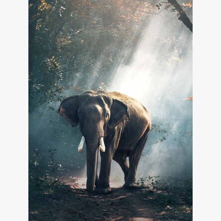 Poster Olifant