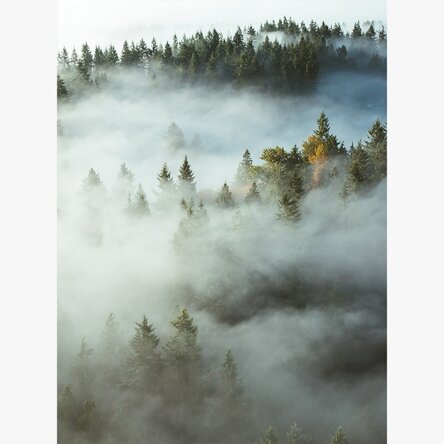 Poster 'Forest In Mist'
