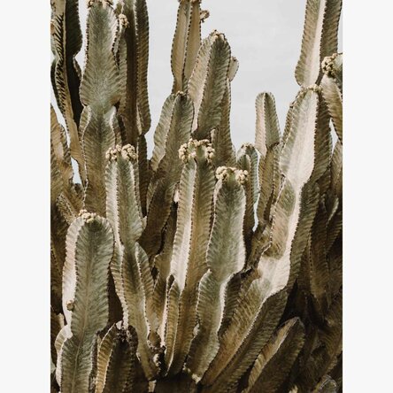 Affiche « Green Cactus »
