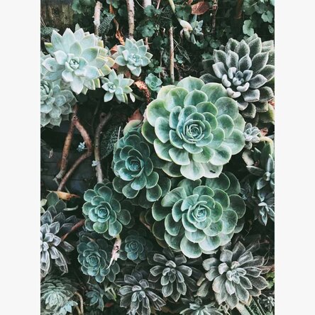 Poster Groene planten