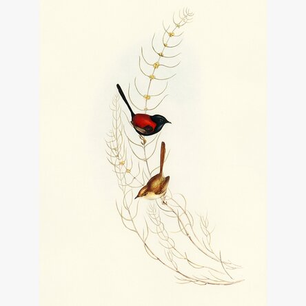 Poster: Kleurrijke vogels op een tak