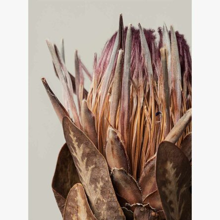 Poster met roze protea
