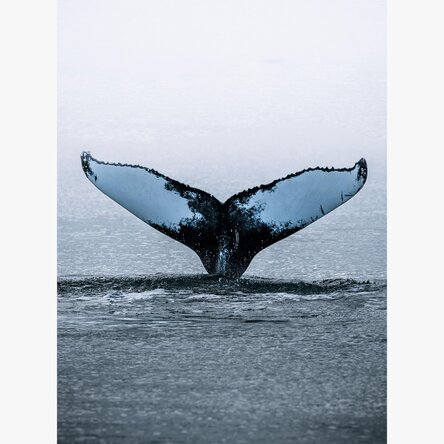 Poster 'Whale Tail'