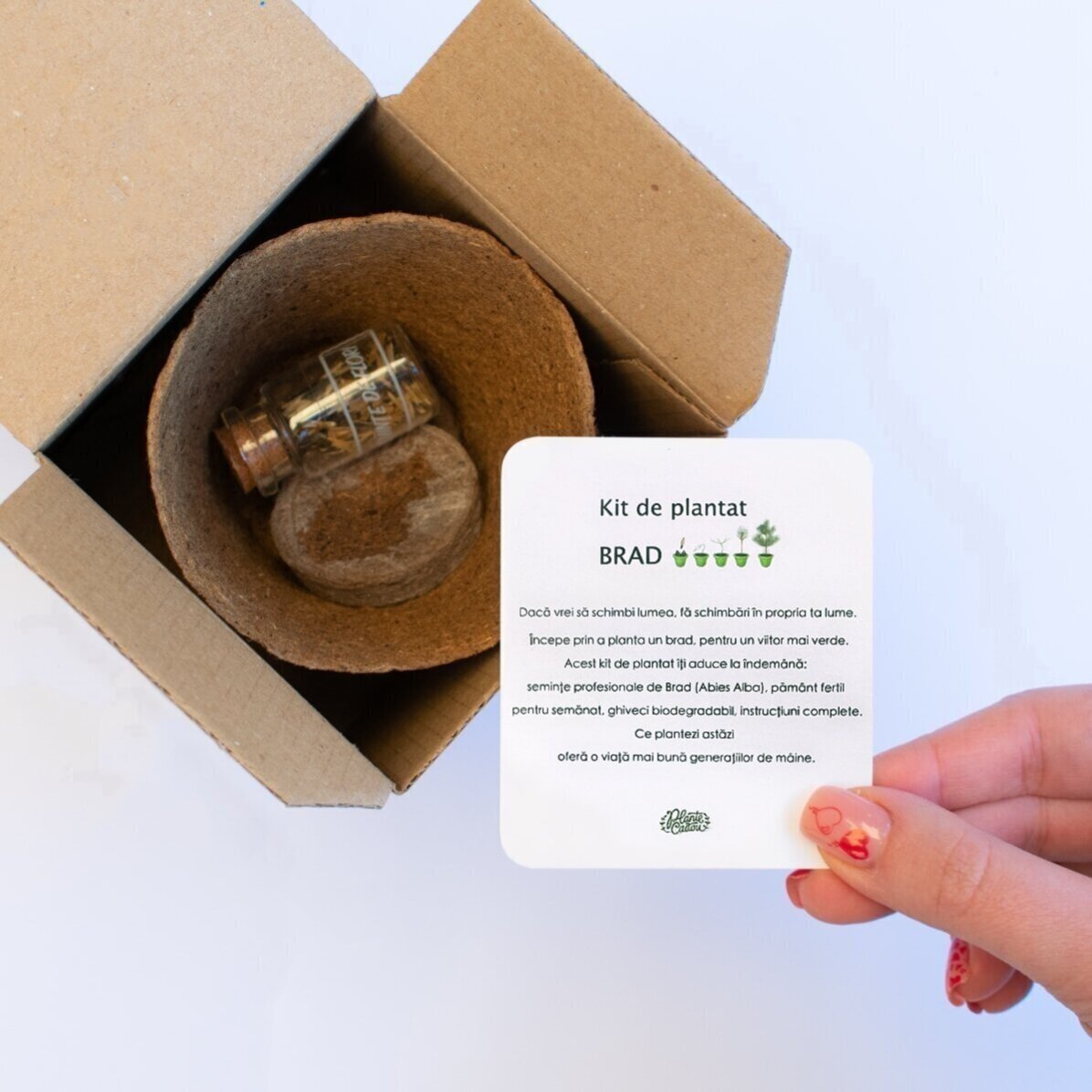 Kit de plantation de graines de sapin dans une petite boîte personnalisée avec logo et message - Cre