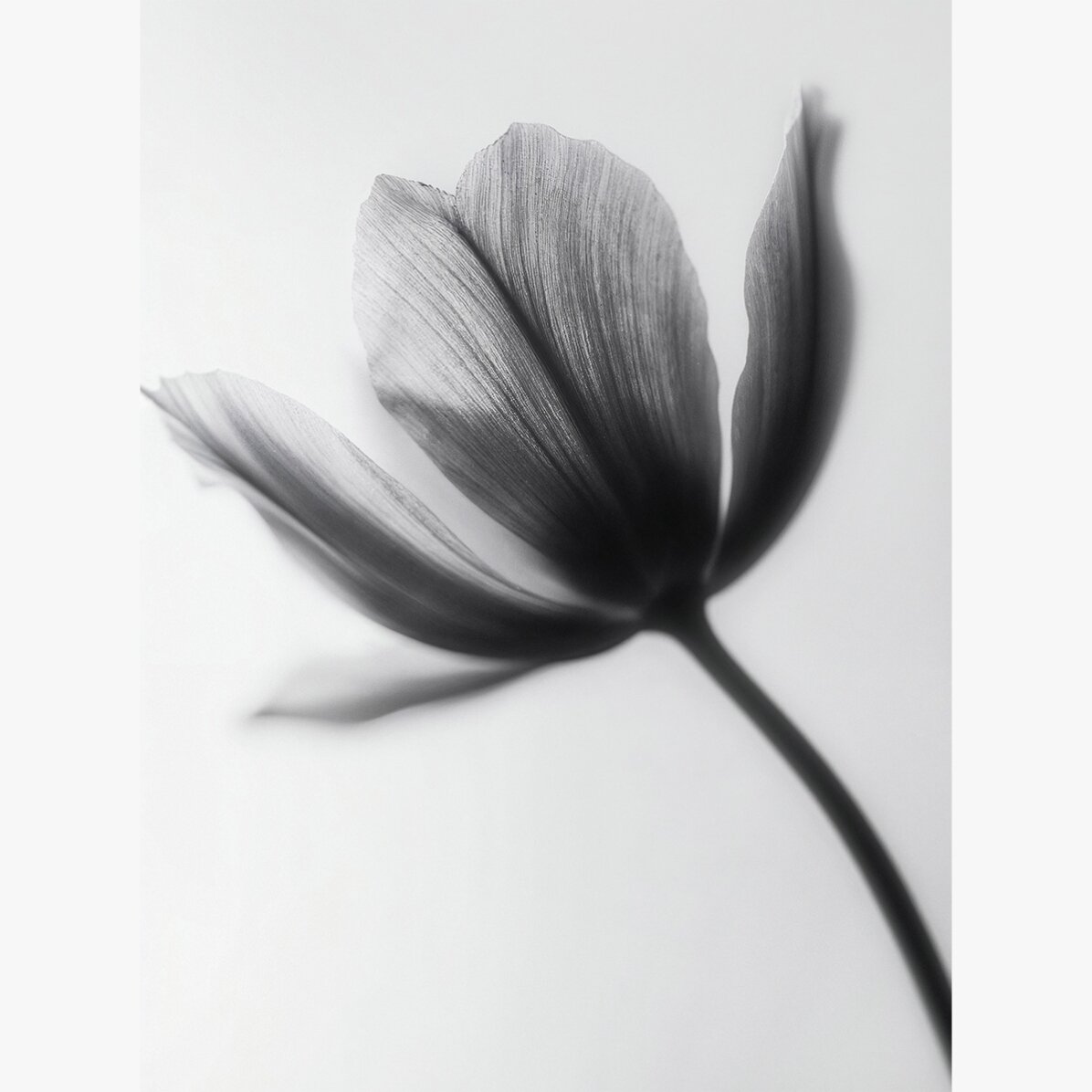 Affiche « Fleur en noir et blanc »
