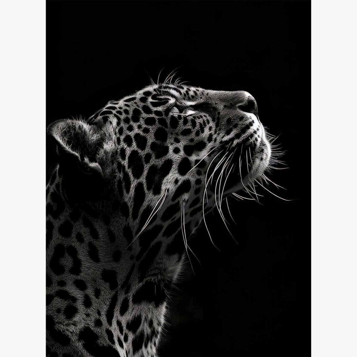 Poster: Zwart-witte Jaguar