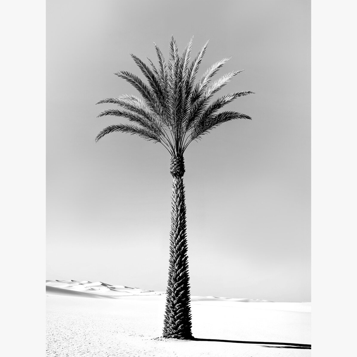 Affiche « Palmier en noir et blanc »