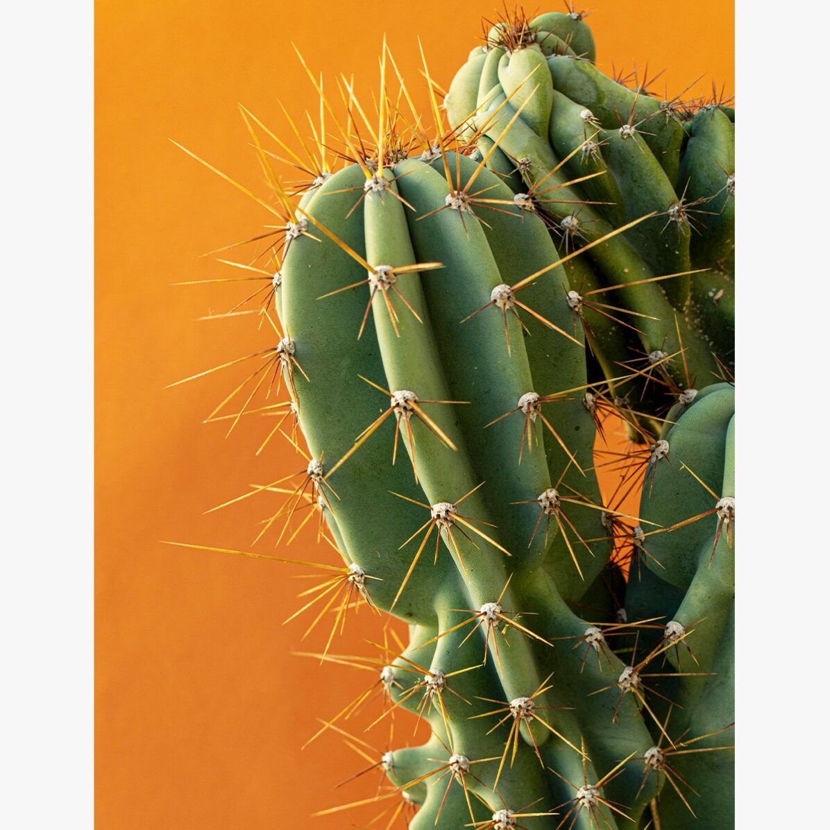 Cactusposter met kleurrijke achtergrond
