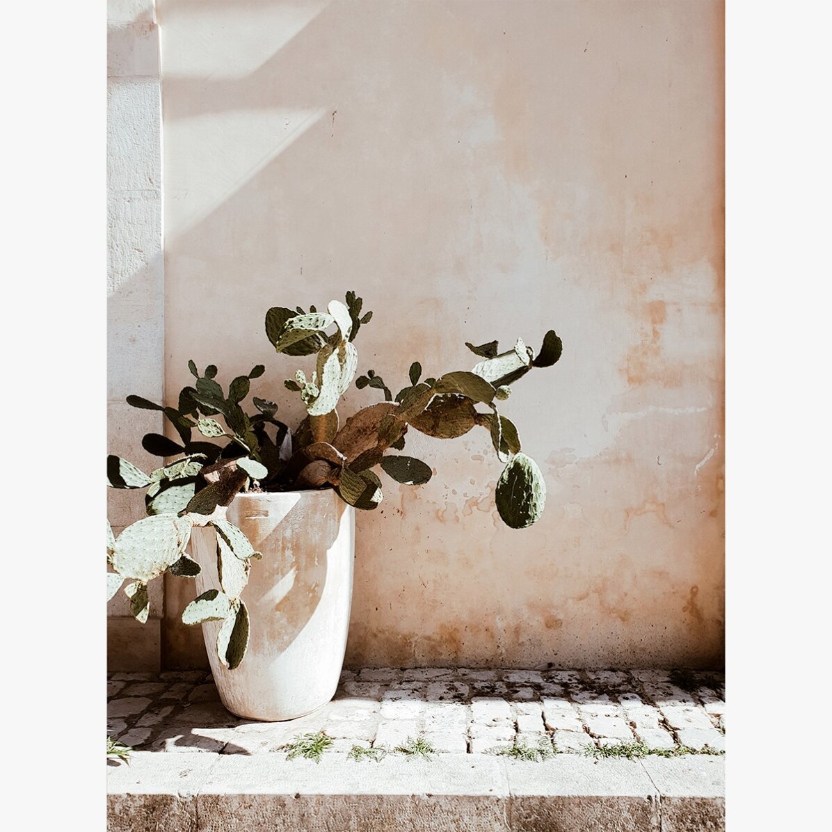 Affiche « Cactus »