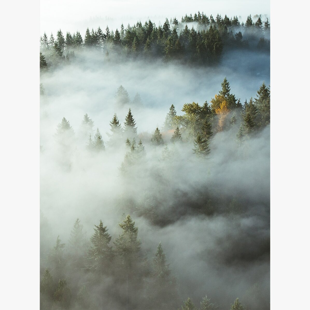 Affiche « Forest In Mist »