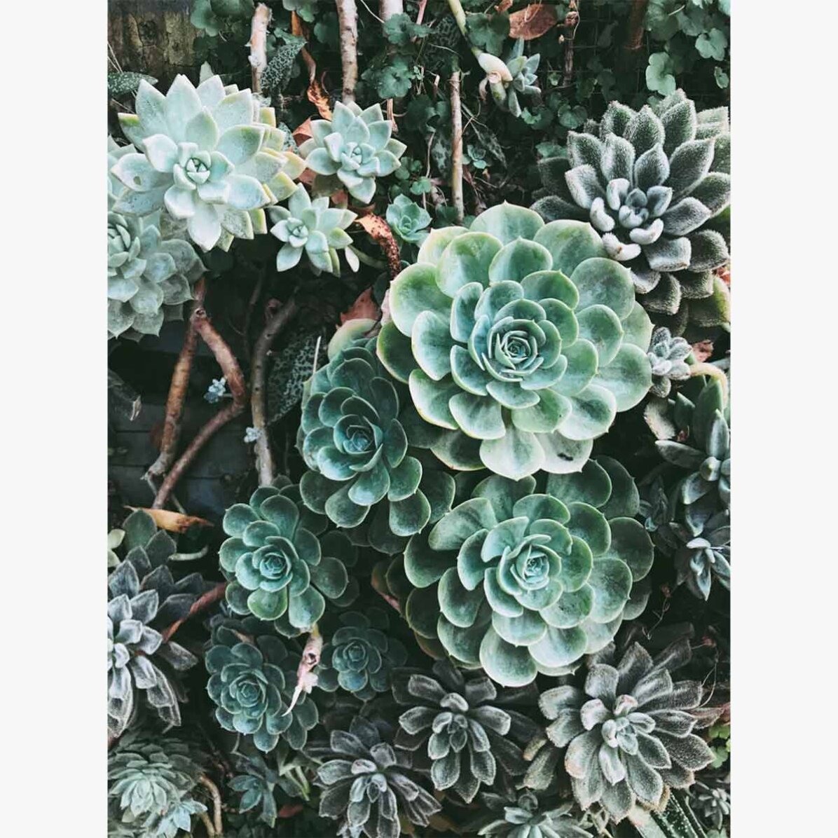 Poster Groene planten