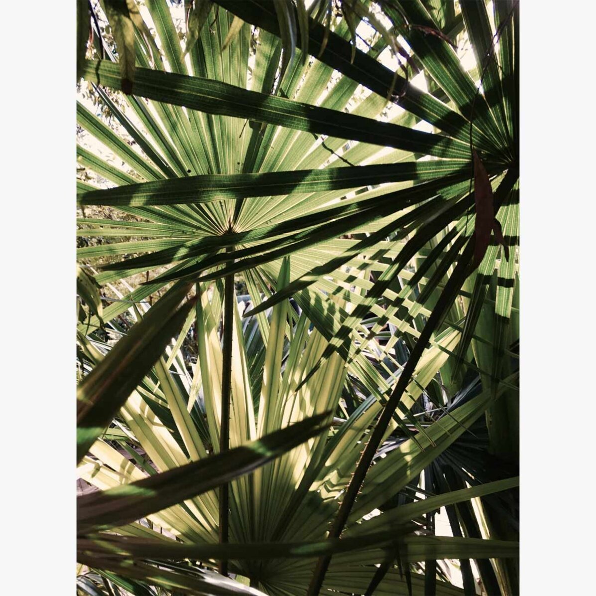 Affiche « Palm tree »