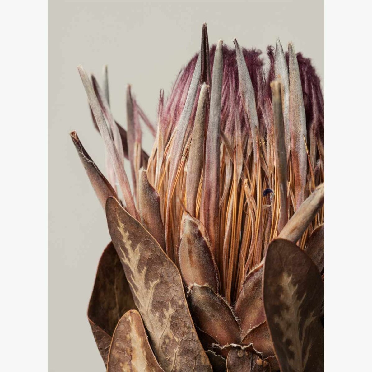 Poster met roze protea