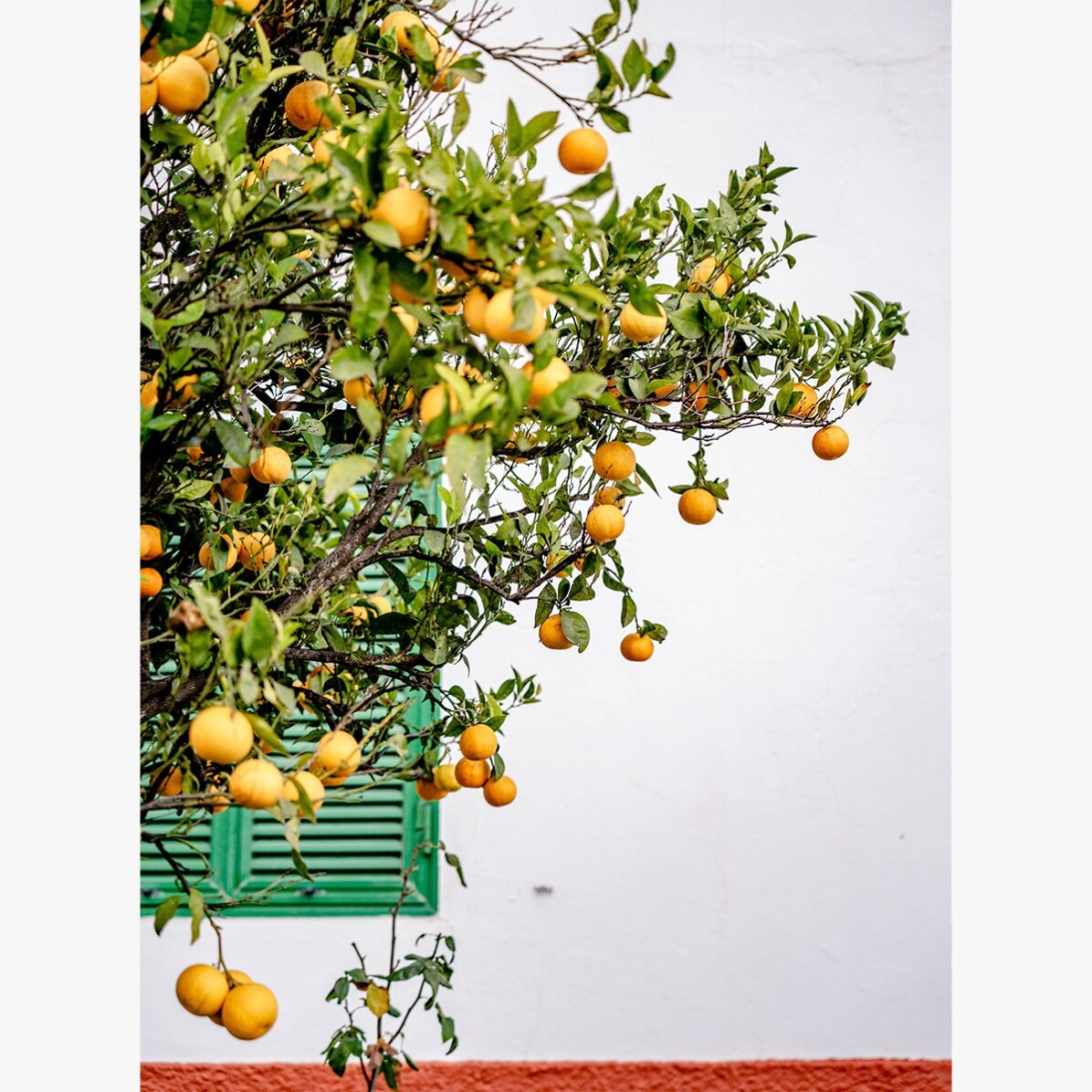 Poster Tangerines