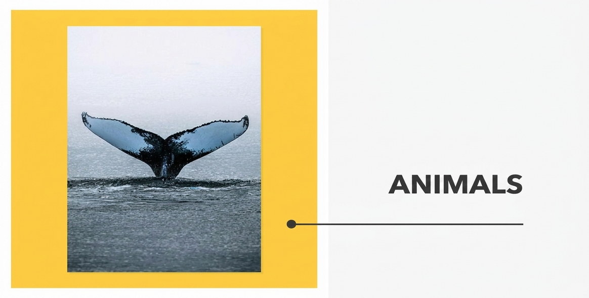 Posters - Dierencollectie
